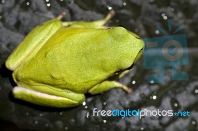 European Tree Frog Stock Photo