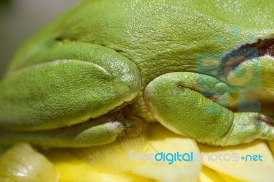 European Tree Frog Stock Photo