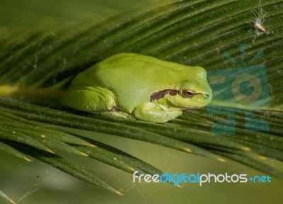 European Tree Frog Stock Photo