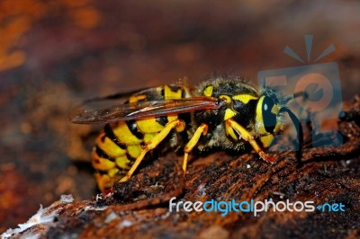 European Wasp Stock Photo