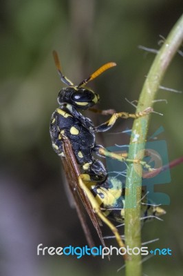 European Wasp Insect Stock Photo