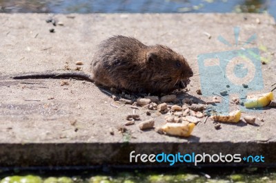 European Water Vole (arvicola Amphibius) Stock Photo