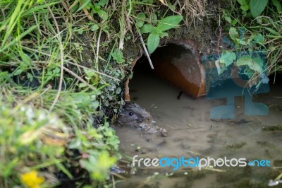 European Water Vole (arvicola Amphibius) Stock Photo