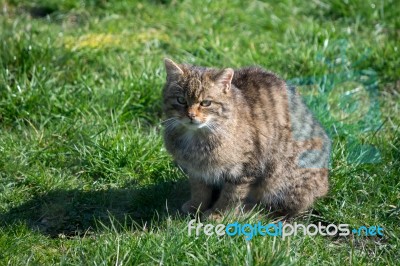 European Wildcat (felis Silvestris Silvestris) Stock Photo