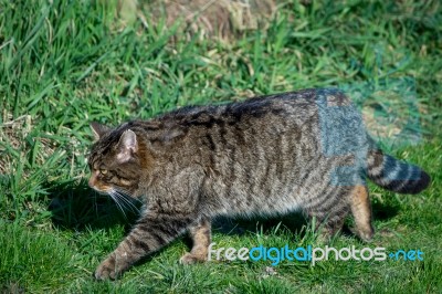 European Wildcat (felis Silvestris Silvestris) Stock Photo