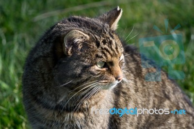 European Wildcat (felis Silvestris Silvestris) Stock Photo