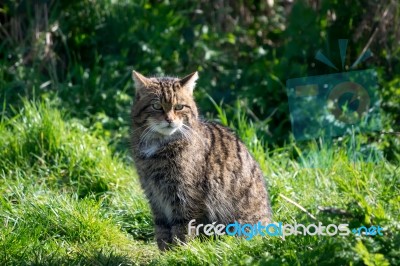 European Wildcat (felis Silvestris Silvestris) Stock Photo