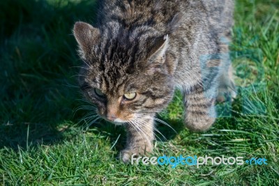 European Wildcat (felis Silvestris Silvestris) Stock Photo