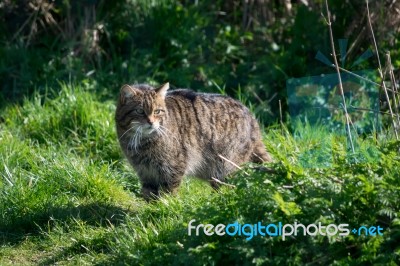 European Wildcat (felis Silvestris Silvestris) Stock Photo