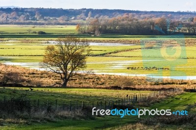 Evening Sunshine On Pulborough Brooks Stock Photo