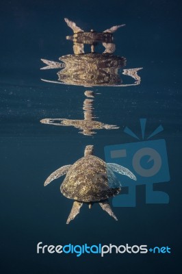 Everyone Need A Mirror, Turtle To Stock Photo