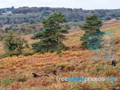 Exmoor Ponies Grazing In The  Ashdown Forest In Autumn Stock Photo