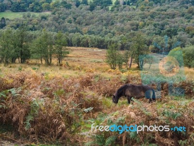 Exmoor Ponies Grazing In The  Ashdown Forest In Autumn Stock Photo