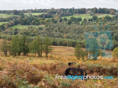 Exmoor Ponies Grazing In The  Ashdown Forest In Autumn Stock Photo