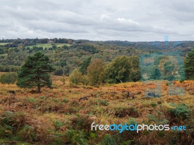 Exmoor Ponies Grazing In The  Ashdown Forest In Autumn Stock Photo