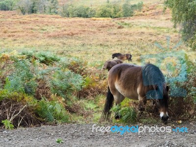 Exmoor Ponies Grazing In The  Ashdown Forest In Autumn Stock Photo