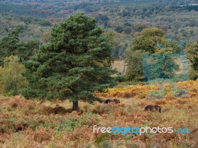 Exmoor Ponies Grazing In The  Ashdown Forest In Autumn Stock Photo