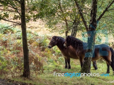 Exmoor Ponies In The  Ashdown Forest In Autumn Stock Photo