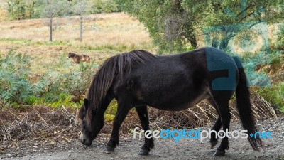 Exmoor Pony In The  Ashdown Forest In Autumn Stock Photo