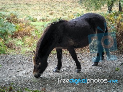 Exmoor Pony In The  Ashdown Forest In Autumn Stock Photo