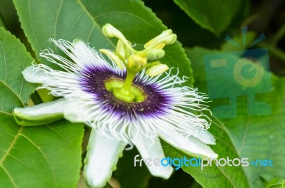 Exotic Beautiful Flower Stock Photo