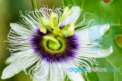 Exotic Beautiful Flower Stock Photo