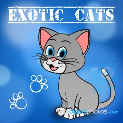 Exotic Cats Indicates Unique Puss And Feline Stock Image