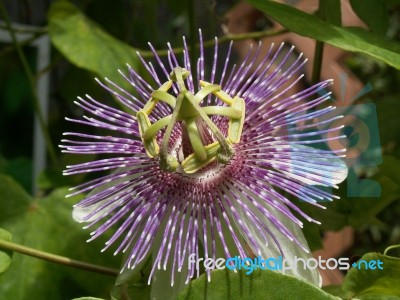 Exotic Flower Stock Photo