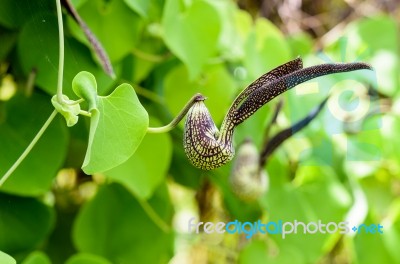 Exotic Flower Shaped Like A Chicken Stock Photo