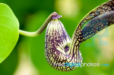 Exotic Flower Shaped Like A Chicken Stock Photo