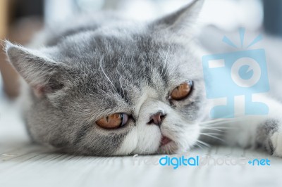 Exotic Shorthair Stock Photo