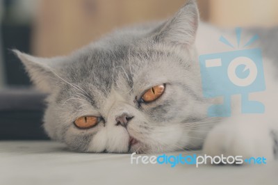 Exotic Shorthair Stock Photo