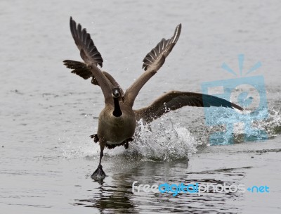 Expressive Isolated Picture With The Canada Goose Chasing His Rival Stock Photo