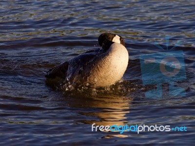 Expressive Swimming In The Lake From The Canada Goose Stock Photo