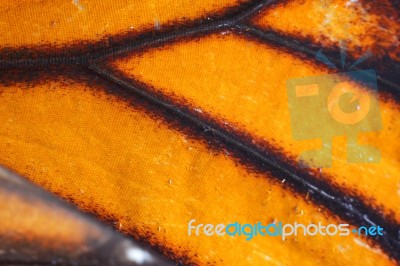 Extreme Macro Of Butterfly Wing Texture Stock Photo