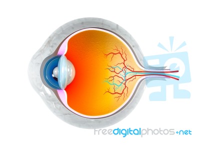 Eye Anatomy Stock Image