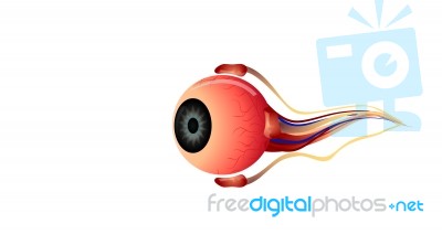 Eye Anatomy  Stock Image