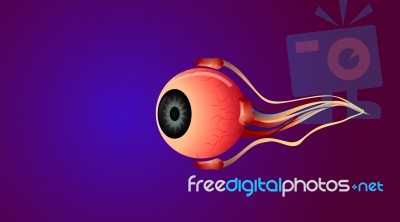 Eye Anatomy  Stock Image