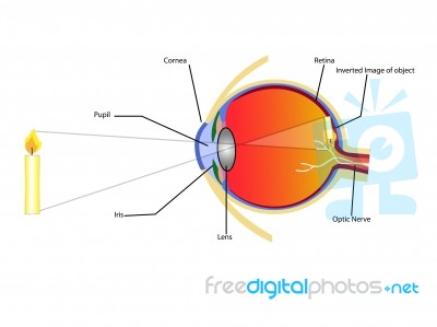 Eye And Vision Stock Image