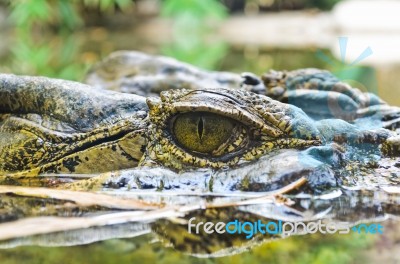 Eyes Of The Crocodile In Water Stock Photo