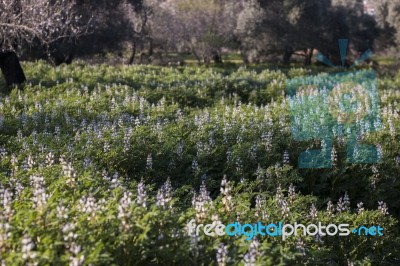 Faba Beans Plantation Stock Photo