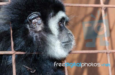 Face And Eyes Downcast Of Gibbon In A Cage Stock Photo