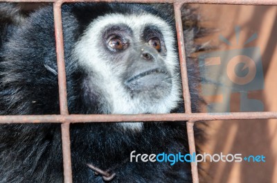 Face And Eyes Downcast Of Gibbon In A Cage Stock Photo