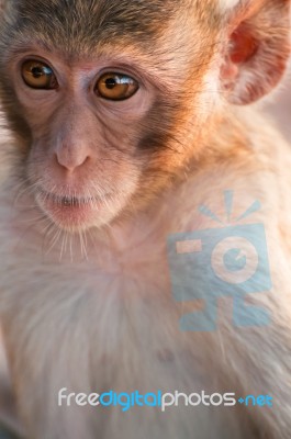 Face Of A Little Monkey  Stock Photo