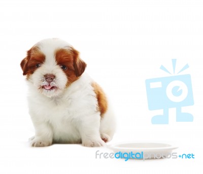 Face Of Adorable Baby Shih Tzu Pedigree Dog Eating Milk From Dis… Stock Photo