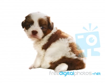 Face Of Adorable Baby Shih Tzu Pedigree Dog Sitting And Watching… Stock Photo