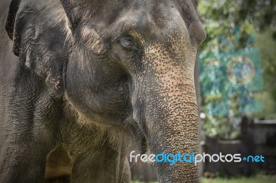 Face Of Asian Elephants Stock Photo