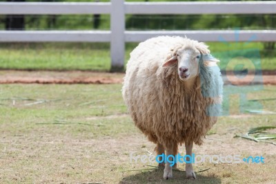 Face Of Merino Sheep In Ranch Farm Use For Farm Animals And Live… Stock Photo