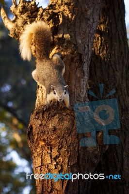 Face Of Squirrel In Public Park Watching To Camera Stock Photo