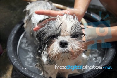 Face Of The Dog While In The Bath Stock Photo